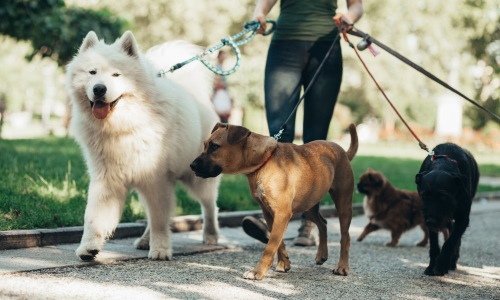 dog and cats in the park