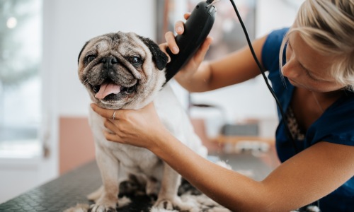 dog in getting groomed
