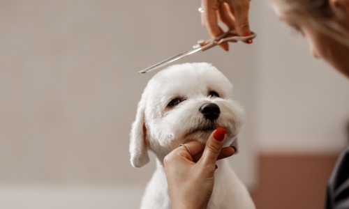 dog having haircut