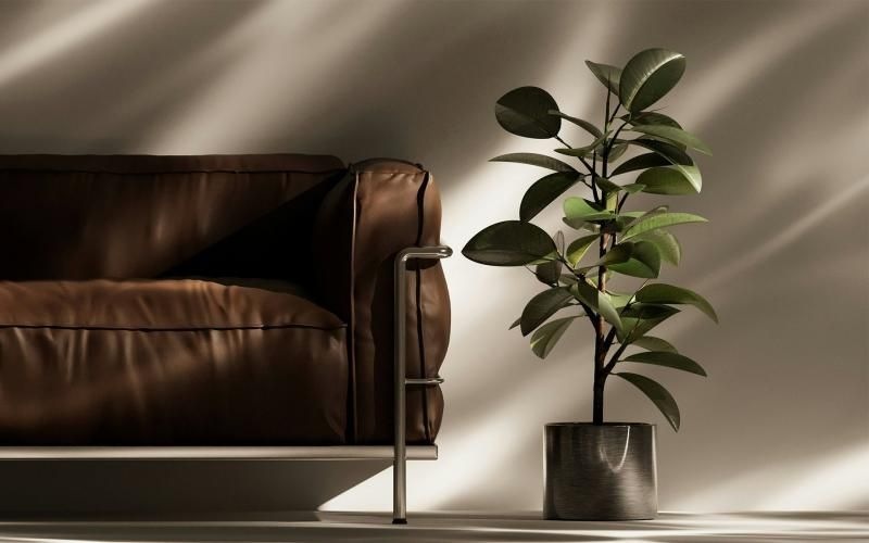 a plant in a pot near a leather couch